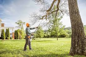 Best Fruit Tree Pruning  in Kenmar, PA