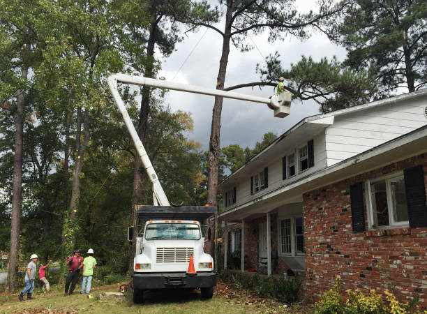 Trusted Kenmar, PA Tree Services Experts