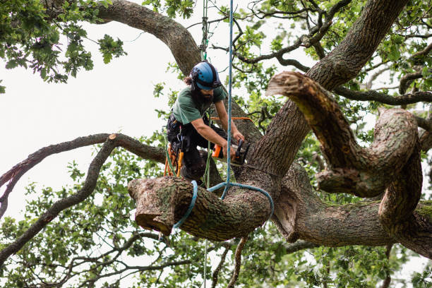 Best Stump Grinding and Removal  in Kenmar, PA