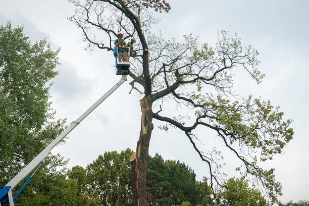 Best Commercial Tree Services  in Kenmar, PA