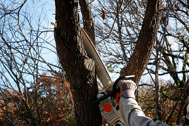 Leaf Removal in Kenmar, PA